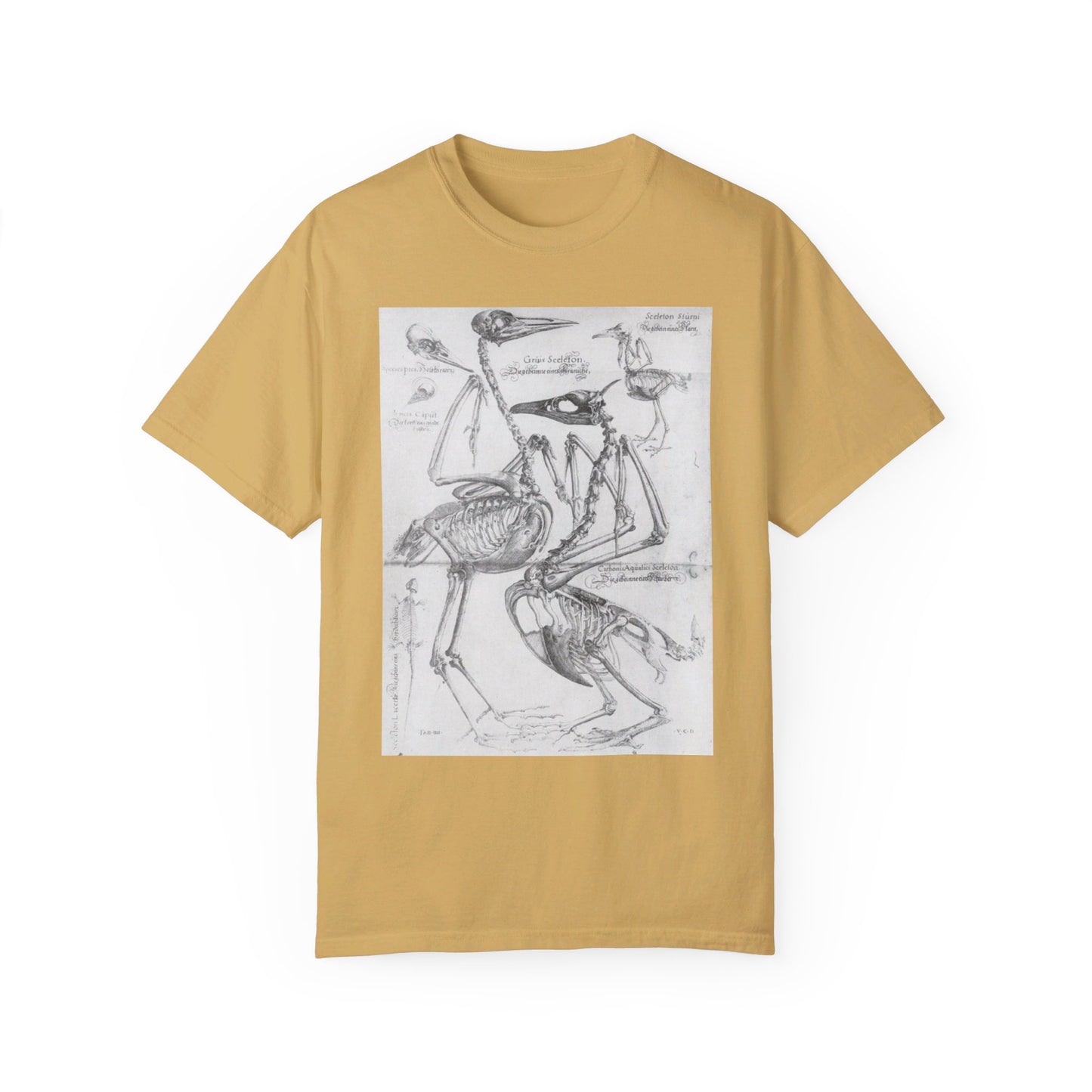 Bird Study